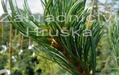 borovice drobnokvt Glauca - Pinus parviflora Glauca