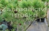 borovice hustokvt Umbraculifera - Pinus densiflora Umbraculifera