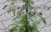 metasekvoje nsk Snow Flury - Metasequoia glyptostroboides Snow Flury