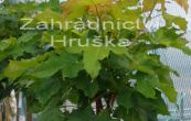 javor ml Golden Globe - Acer platanoides Golden Globe