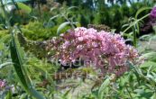 komule Davidova Pink Delight - Buddleja davidii Pink Delight