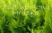 zeravec vchodn Pyramidalis Aurea - Thuja orientalis Pyramidalis Aurea