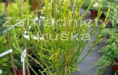 zeravec vchodn Franky Boy - Thuja orientalis Franky Boy