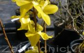 zlatice prostedn Minigold - Forsythia  intermedia Minigold