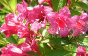 weigelie rov - Weigela florida