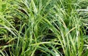 ostice morrowova Variegata - Carex morrowii Variegata