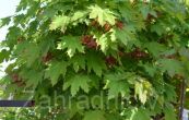 javor ml Globosum - Acer platanoides Globosum