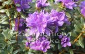 Pnink Purple Pillow - Rhododendron Purple Pillow