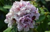 Pnink Cheer - Rhododendron Cheer