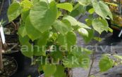 zmarlika nsk - Cercis chinensis