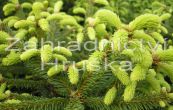 smrk ztepil Compacta - Picea abies Compacta