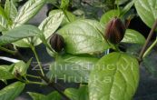 sazank plodn - Calycanthus floridus var. glaucus