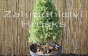 smrk siv Conica - Picea glauca Conica