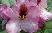 Pnink Kokardia - Rhododendron Kokardia