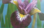 kosatec - Iris setosa