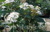 tualaj vavnolist - Viburnum tinus