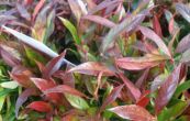 Leucothoe keiskei Royal Ruby