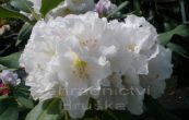 Pnink Eskimo - Rhododendron Eskimo