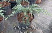 cedr himlajsk Feeling Blue - Cedrus deodara Feeling Blue