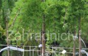 modn japonsk Stiff Weeping (na kmnku) - Larix kaempferi Stiff Weeping (na kmnku)