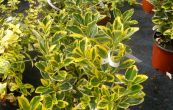 brslen japonsk - Euonymus japonicus