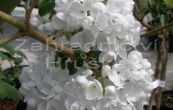 kalina Burkwoodova Eskimo - Viburnum  burkwoodii Eskimo