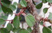 skalnk polhav Queen of Carpets - Cotoneaster procumbens Queen of Carpets