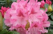 Pnink Cosmopolitan - Rhododendron Cosmopolitan