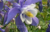 orlek Ministar - Aquilegia flabellata Ministar