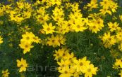 krsnooko peslenit Zagreb - Coreopsis verticillata Zagreb