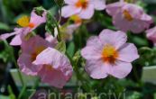 devaternk Lawrensons Pink - Helianthemum Lawrensons Pink