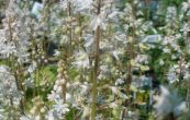 Tiarella wherryi