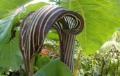 arizma Fargesova - Arisaema fargesii