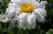 kopretina Snow Drift - Leucanthemum  superbum Snow Drift