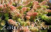 rozchodnk estiad Yellow - Sedum sexangulare Yellow