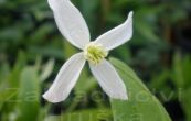 plamnek Angustifolia - Clematis Angustifolia