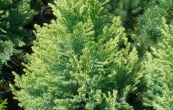 cypiek Lawsonv Yellow Transparent - Chamaecyparis lawsoniana Yellow Transparent