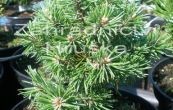 borovice pyrenejsk Madla - Pinus uncinata Madla