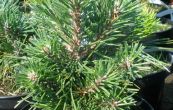 borovice pyrenejsk S20 - Pinus uncinata S20