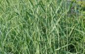 proso prutnat Heavy Metal - Panicum virgatum Heavy Metal