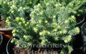 smrk ztepil Pumila Nigra - Picea abies Pumila Nigra