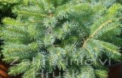 smrk sitka Midget - Picea sitchensis Midget