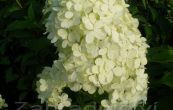 hortenzie latnat Limelight - Hydrangea paniculata Limelight