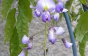 vistrie kvtnat Violacea Plena - Wisteria floribunda Violacea Plena