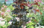 buk lesn Red Obelisk - Fagus sylvatica Red Obelisk