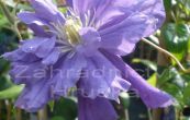 plamnek Kiri Te Kanava - Clematis Kiri Te Kanava