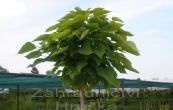 katalpa trubaovit Nana - Catalpa bignonioides Nana