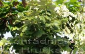 lpa stbrn Silver Globe - Tilia tomentosa Silver Globe