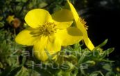 mochna kovit Goldfinger - Potentilla fruticosa Goldfinger