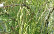 kostava ametystov - Festuca amethystina